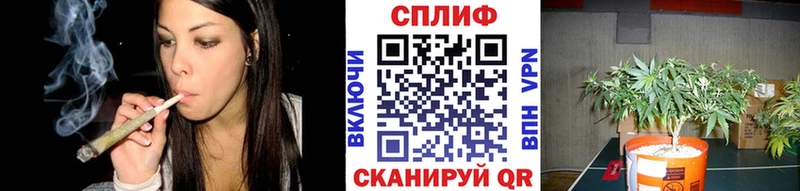 Купить закладки  Светлогорск  Каннабис планчик 